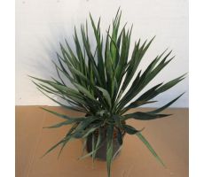 Yucca gloriosa 'Variegata' pot 19cm, h 50 cm - afbeelding 3