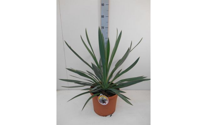 Yucca gloriosa 'Variegata' pot 25cm, h 80 cm