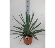 Yucca gloriosa 'Variegata' pot 25cm, h 80 cm