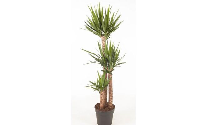 Yucca (Palmlelie), 120-90-45, pot 31 cm, h 180 cm