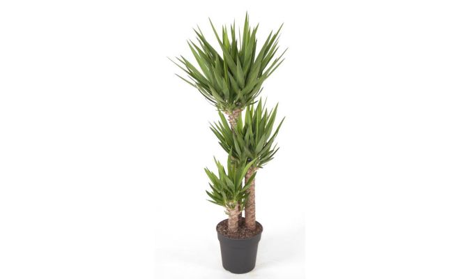 Yucca (Palmlelie), 90-60-30, pot 24 cm, h 140 cm