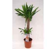 Yucca (Palmlelie), pot 17 cm, h 100 cm