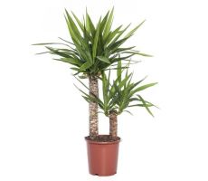 Yucca (Palmlelie), pot 17 cm , h 80 cm