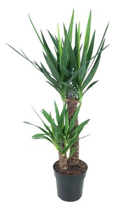 Yucca (Palmlelie), pot 21 cm , h 90 cm - afbeelding 1