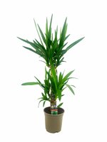 Yucca (Palmlelie), pot 21 cm , h 90 cm - afbeelding 2