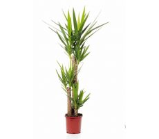 Yucca (Palmlelie), pot 24 cm, h 135 cm