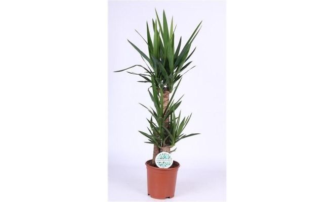 Yucca, pot 21 cm, h 90 cm