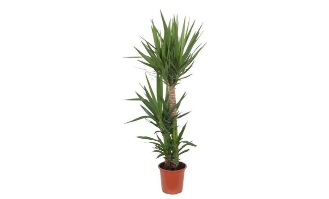 Yucca, pot 24 cm, h 130 cm