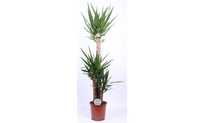 Yucca, pot 27 cm