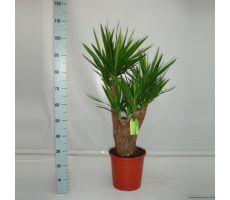 Yucca, pot, 27 cm, h 110 cm