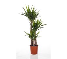 Yucca, pot 27 cm, h 140 cm