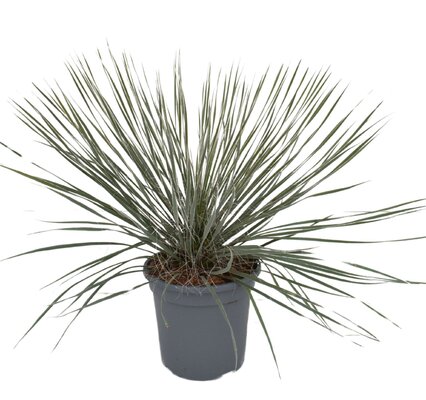 Yucca rostrata, p 20 cm, h 40 cm