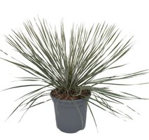 Yucca rostrata, p 20 cm, h 40 cm