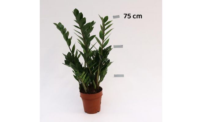 Zamioculcas Zamiifolia (Kamerpalm), pot 17cm, h 75cm - afbeelding 1