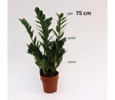 Zamioculcas Zamiifolia (Kamerpalm), pot 17cm, h 75cm - afbeelding 1