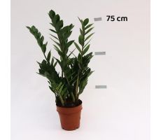 Zamioculcas Zamiifolia (Kamerpalm), pot 17cm, h 75cm - afbeelding 2