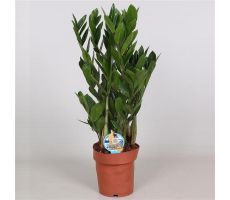 Zamioculcas Zamiifolia (Kamerpalm), pot 17cm, h 75cm - afbeelding 2