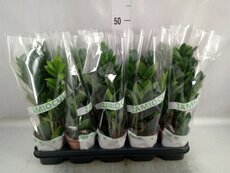 Zamioculcas zamiifolia, pot 12 cm, h 45 cm
