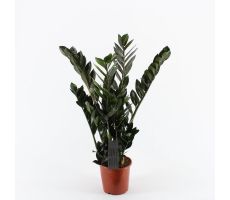 Zamioculcas Zamiifolia, pot 14 cm