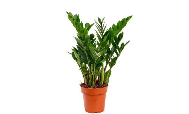 Zamioculcas zamiifolia, pot 14 cm, h 35 cm