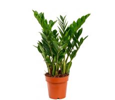 Zamioculcas zamiifolia, pot 14 cm, h 35 cm