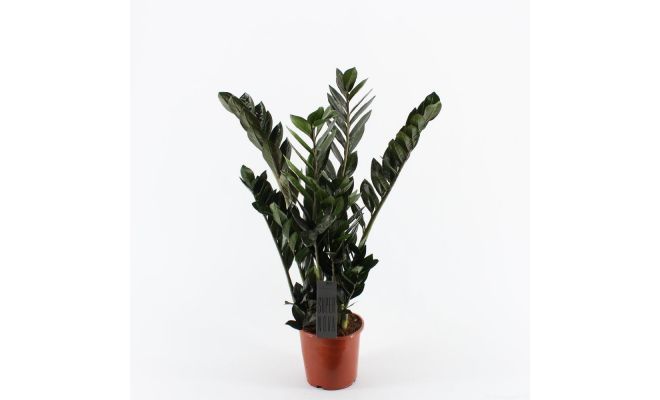 Zamioculcas Zamiifolia, pot 14 cm, h 40 cm