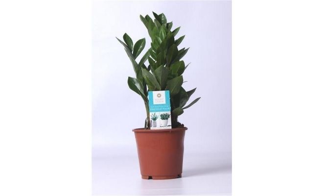 Zamioculcas Zamiifolia, pot 14 cm, h 45 cm