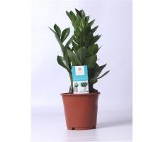 Zamioculcas Zamiifolia, pot 14 cm, h 45 cm