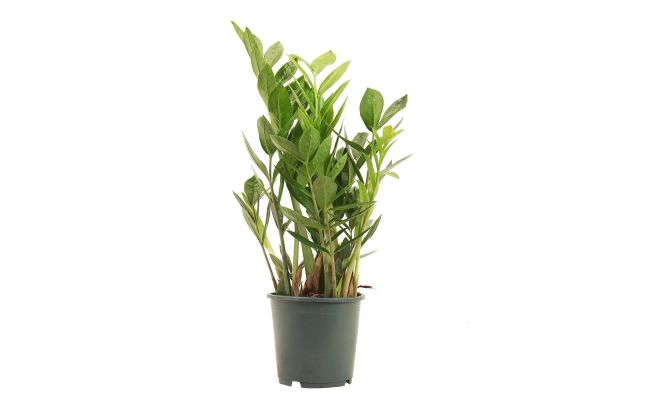 Zamioculcas zamiifolia, pot 17 cm, h 60 cm - afbeelding 1