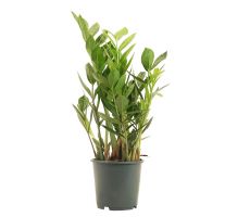 Zamioculcas zamiifolia, pot 17 cm, h 60 cm - afbeelding 1