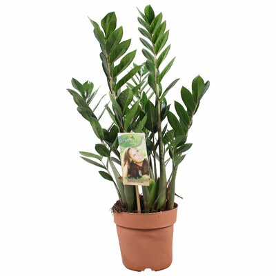 Zamioculcas zamiifolia, pot 17 cm, h 60 cm