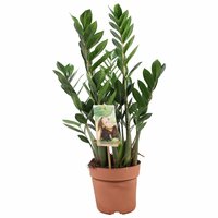 Zamioculcas zamiifolia, pot 17 cm, h 60 cm