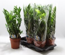 Zamioculcas zamiifolia, pot 17 cm, h 60 cm - afbeelding 2