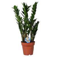 Zamioculcas zamiifolia, pot 17 cm, h 65 cm