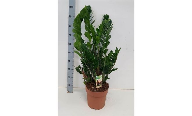 Zamioculcas Zamiifolia, pot 21 cm