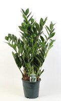 Zamioculcas zamiifolia, pot 21 cm, h 100 cm