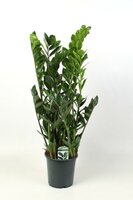 Zamioculcas zamiifolia, pot 24 cm, h 100 cm