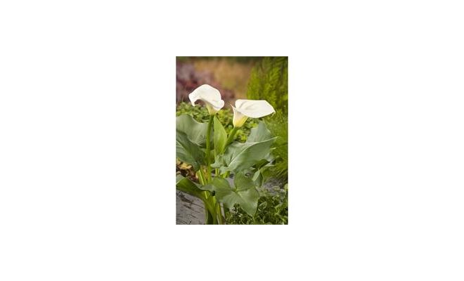 Zantedeschia aethiopica P9 - afbeelding 1