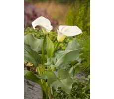 Zantedeschia aethiopica P9 - afbeelding 1