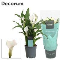 Zantedeschia 'Captain Fresco, pot 12 cm, h 35 cm
