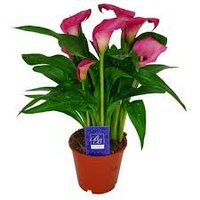 Zantedeschia 'Zazu, pot 12 cm, h 35 cm