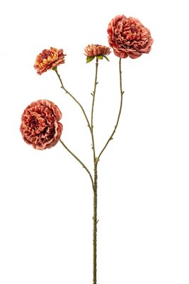 Zinniasteel x4, 85 cm, oudroze